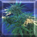 Nigeria cannabis seeds