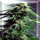 hindu kush cannabis seeds
