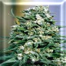 early misty cannabis seeds