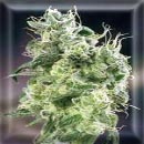 swazi skunk cannabis seeds
