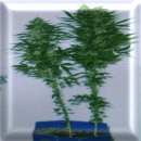 master kush northern lights marijuana seeds