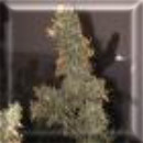 Island lady cannabis seeds
