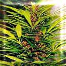 durban poison marijuana seeds
