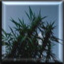 big bud marijuana seeds