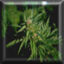 sativa marijuana seeds