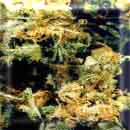 skunk red hair marijuana seeds