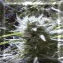 haze marijuana seeds
