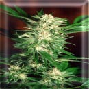 northern lights big bud marijuana seeds