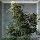 misty cannabis seeds