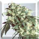 super skunk marijuana seeds