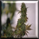 silver haze marijuana seeds