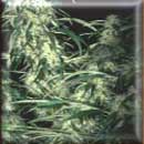 skunk special cannabis seeds