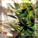 mauwie wauwie marijuana seeds