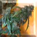 shiva marijuana seeds