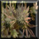 swiss miss cannabis seeds