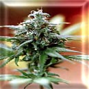 ice marijuana seeds