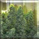 Holland marijuana seeds