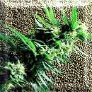 marijuana seeds