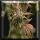 natural marijuana seeds