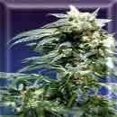 northern lights marijuana seeds