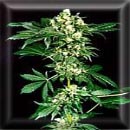 afghani marijuana seeds