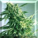 Hawaii Skunk #1 marijuana seeds
