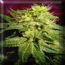 4 way marijuana seeds