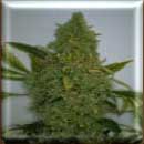 haze 19 skunk cannabis seeds