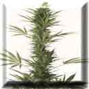 Thai skunk marijuana seeds