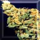 Hawaiin skunk marijuana seeds
