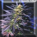 turtle power marijuana seeds