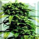 Kush marijuana seeds