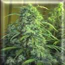 citral cannabis seeds