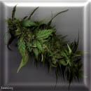 purple power cannabis seeds