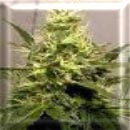 first girl marijuana seeds