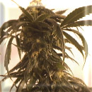 Moroccan skunk marijuana seeds